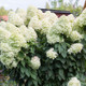 Hydrangea paniculata 'Unique' in 2L Pot With Stunning Conical Flowers