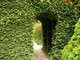 15 Green Beech Hedging Plants 2 Year Old, 1-2 ft Grade 1  Hedge Trees 40-60cm