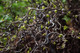Corylus avellana 'Contorta' / Twisted or Corkscrew Hazel, 20-30cm Tall Shrub / Tree