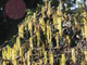 Corylus avellana 'Contorta' / Twisted or Corkscrew Hazel, 20-30cm Tall Shrub / Tree