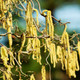 Corylus avellana 'Contorta' / Twisted or Corkscrew Hazel, 20-30cm Tall Shrub / Tree