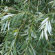 10 White Willow 3-4ft,Salix Alba Hedging Plants, Quick Growing Screen