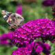 1 Buddleia davidii 'Royal Red' in 9cm Pot Buddleja Butterfly Bush