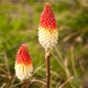 Kniphofia Uvaria / Red Hot Poker In 9cm Pot, Stunning Spikes of Red Flower Buds