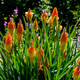 Kniphofia Uvaria / Red Hot Poker In 9cm Pot, Stunning Spikes of Red Flower Buds