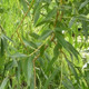 1 Golden Willow 3-4ft,Salix Alba Vitellina Hedging Plant,Quick Growing Screen
