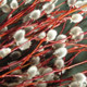 10 Violet Willow Trees / Salix Daphnoides 2-3ft.Stunning Colour.Grows 8ft / Year