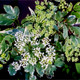 Sambucus Nigra 'Golden Spark' Elder Flower / Elderberry, 20-30cm Tall in 2L Pot