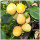 Dwarf Patio Golden Gage Plum Tree in a 5L Pot, Miniature, Self-Fertile & Heavy Cropper, Ready to Fruit