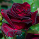 'Black Baccara' Hybrid Tea Rose Bush, Stunning Deep Maroon Velvety Flowers 'Black Baccara' Hybrid Tea Rose Bush, Stunning Deep Maroon Velvety Flowers