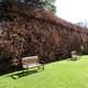 70 Green Beech Hedging Plants 4-5ft,Copper Autumn Colour 120-150cm Trees