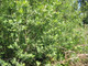 20 Grey Willow 3-4 ft Hedging Plants,Salix Cinerea,Pussy Willow Screening Trees