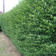 100 Green Privet 40-60cm Tall Hedging Ligustrum Plants Hedge, Fast Growing Evergreen