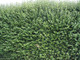 25 Green Privet Hedging Plants Ligustrum Hedge 30-50cm,Dense Evergreen,Big Pots