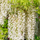 Wisteria floribunda Alba/ Japanese White Wisteria Alba in 2L Pot, Fragrant Flowers