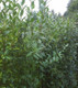 100 Wild Privet Hedging Ligustrum Vulgare Plants Hedge 40-60cm,Quick Growing Evergreen