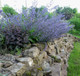 Nepeta 'Six Hills Giant' / Catmint In 9cm Pot, Attractive Aromatic Foliage