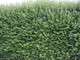50 Green Privet 40-60cm Tall Hedging Ligustrum Plants Hedge, Fast Growing Evergreen