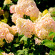 Hydrangea Paniculata Pink Lady In 2L Pot With Stunning Cone shaped Flowers