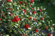 English Holly Ilex Aquifolium Alaska In 2L Pot