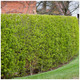 1 Wild Privet Hedging Ligustrum Vulgare Plant Hedge 40-60cm,Quick Growing Evergreen