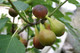 Large Fig Tree 'Brown Turkey' 20-30cm Tall in 2L Pot Ready to Fruit, Sweet Taste