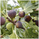 Large Fig Tree 'Brown Turkey' 20-30cm Tall in 2L Pot Ready to Fruit, Sweet Taste