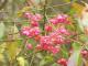 Spindle Tree 3-4ft, Euonymus Europaeus, 2L Pot  Pink Autumn Berries