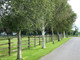 Silver Birch, 2-3ft Stunning  Mature Specimen Trees, Betula Pendula in 1L Pots