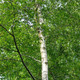 Silver Birch, 2-3ft Stunning  Mature Specimen Trees, Betula Pendula in 1L Pots