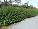 20 Green Privet 40-60cm Tall Hedging Ligustrum Plants Hedge, Fast Growing Evergreen