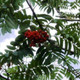 25 Mountain Ash (Rowan) Plant / Sorbus Aucuparia 3-4ft Tall Tree, Hedge