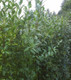 15 Wild Privet Hedging Ligustrum Vulgare Plants Hedge 40-60cm,Quick Growing Evergreen