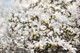 Magnolia 'Kobus' 3-4ft Tall In 1L Pot, Fragrant White Flowers In Your Garden!