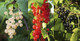 3 Mixed Currant Bushes - White, Red & Blackcurrant Plants 3 Mixed Currant Bushes - White, Red & Blackcurrant Plants
