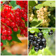 3 Mixed Currant Bushes - White, Red & Blackcurrant Plants 3 Mixed Currant Bushes - White, Red & Blackcurrant Plants