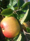 Dwarf Bramley's Seedling Apple Tree in a 5L Pot, Miniature, Ready to Fruit, Popular Cooker