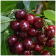 Dwarf Patio Burlat Cherry Tree in a 5L Pot, Miniature, Dark Red, Sweet & Juicy Cherries