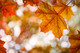 5 Acer rubrum  / Red Maple, 40-60cm Tall, Stunning Autumn Colours