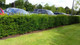 25 English Yew 30-40cm Hedging Plants,4yr old Evergreen Hedge,Taxus Baccata Trees