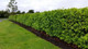 25 Cherry Laurel 3-4ft Tall Multi-Stemmed Prunus Rotundifolia, In 3L Pots, Fast Growing Evergreen Hedging