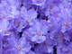 Rhododendron Blue Silver, Bushy, Potted, Outstanding Violet-Blue Flowers, Evergreen