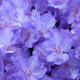 Rhododendron Blue Silver, Bushy, Potted, Outstanding Violet-Blue Flowers, Evergreen