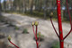 Cornus Alba 'Sibirica', Red Dogwood, in 9cm Pot, Beautiful Red Bark