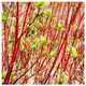 Cornus Alba 'Sibirica', Red Dogwood, in 9cm Pot, Beautiful Red Bark