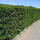 50 English Yew 30-40cm Hedging Plants,4yr old Evergreen Hedge,Taxus Baccata Trees