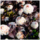 Physocarpus opulifolius 'Diabolo' / Ninebark Diabolo in 1.5L Pot