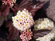 Physocarpus opulifolius 'Diabolo' / Ninebark Diabolo in 1.5L Pot