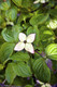 Cornus kousa chinensis / Chinese Dogwood  9cm Pot Tall, Stunning White Flowers