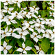 Cornus kousa chinensis / Chinese Dogwood  9cm Pot Tall, Stunning White Flowers
